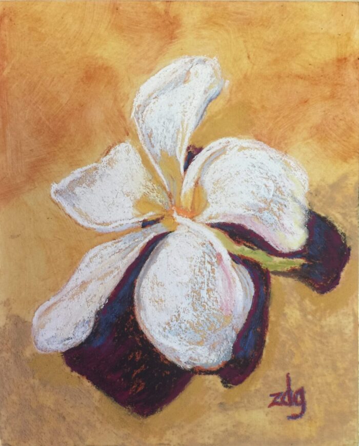 Plumeria Zelma Denise